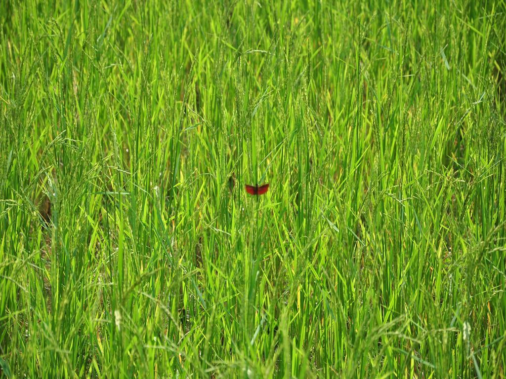ואנג ויינג Viengtara Vangvieng Resort מראה חיצוני תמונה